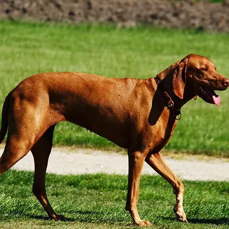 Schloss Fleesensee 度假村